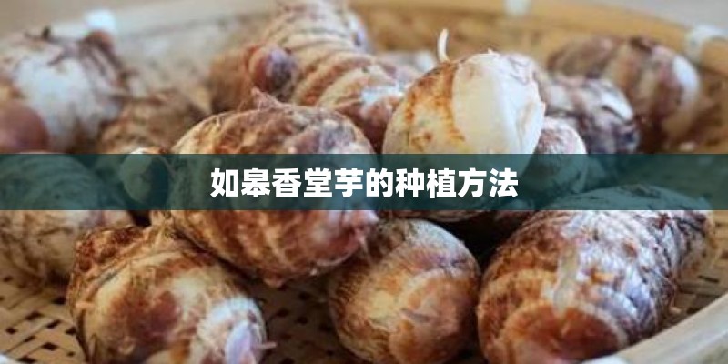 如皋香堂芋的种植方法 如皋香堂芋的种植方法