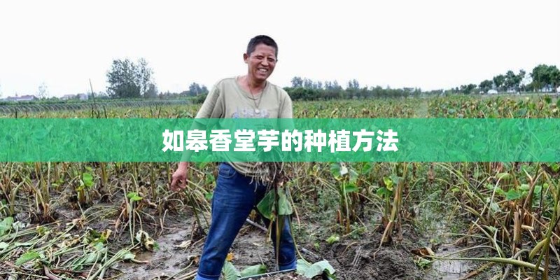 如皋香堂芋的种植方法 如皋香堂芋的种植方法