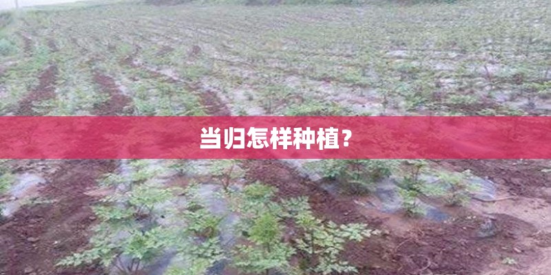 当归怎样种植？