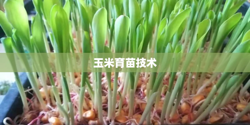 玉米育苗技术 玉米育苗技术
