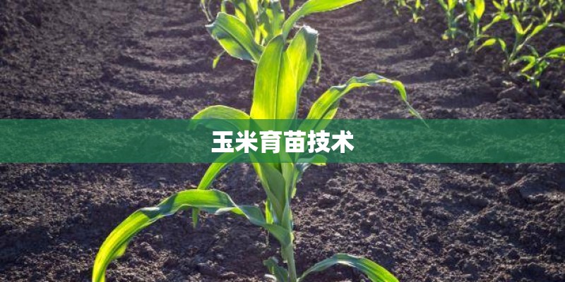 玉米育苗技术 玉米育苗技术