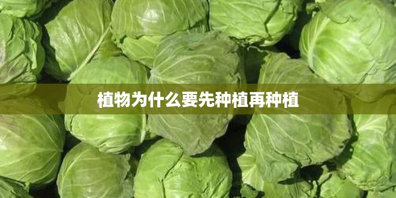 植物为什么要先种植再种植