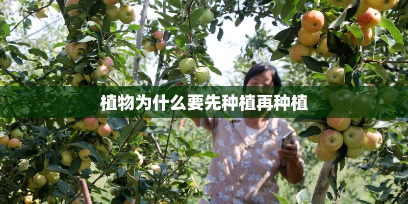 植物为什么要先种植再种植