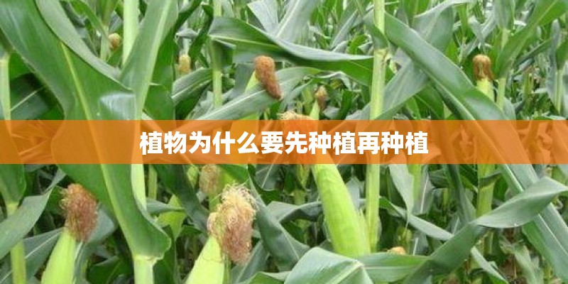 植物为什么要先种植再种植