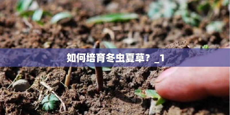 如何培育冬虫夏草?_1 如何培育冬虫夏草?_1