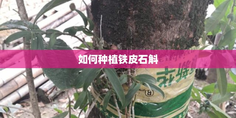 如何种植铁皮石斛 如何种植铁皮石斛