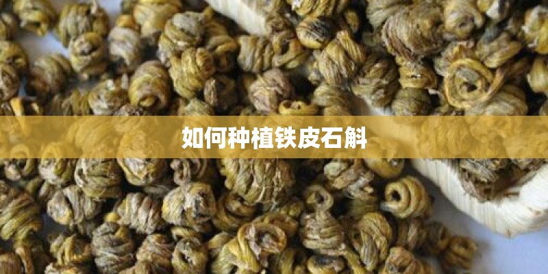 如何种植铁皮石斛 如何种植铁皮石斛