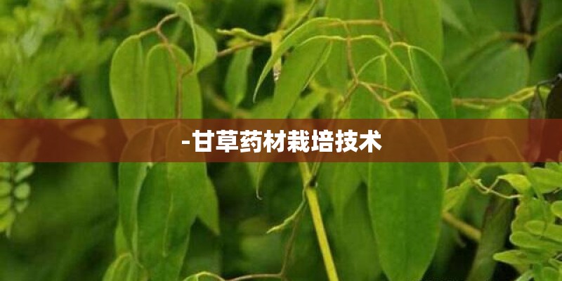 -甘草药材栽培技术 -甘草药材栽培技术
