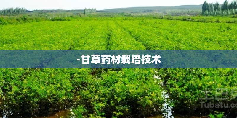 -甘草药材栽培技术 -甘草药材栽培技术