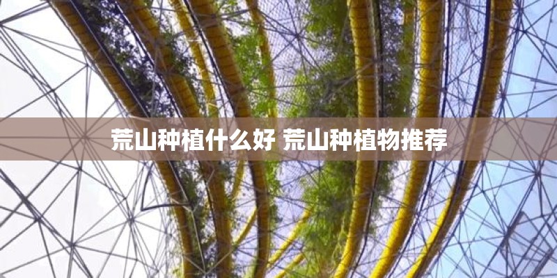 荒山种植什么好 荒山种植物推荐 荒山种植什么好 荒山种植物推荐