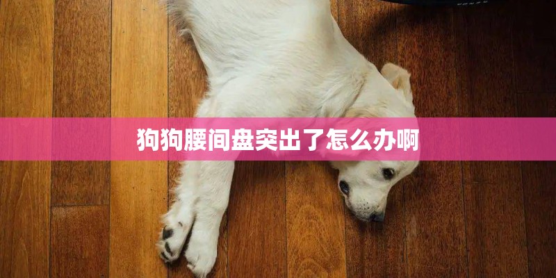 狗狗腰间盘突出了怎么办啊