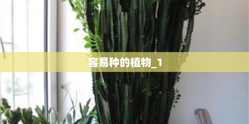 容易种的植物_1 容易种的植物_1