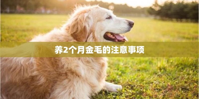 养2个月金毛的注意事项