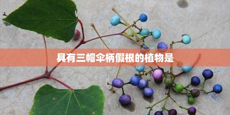 双离合和CVT谁比较好？
