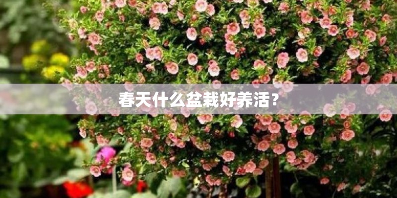 春天什么盆栽好养活？