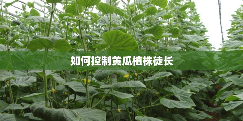 如何控制黄瓜植株徒长