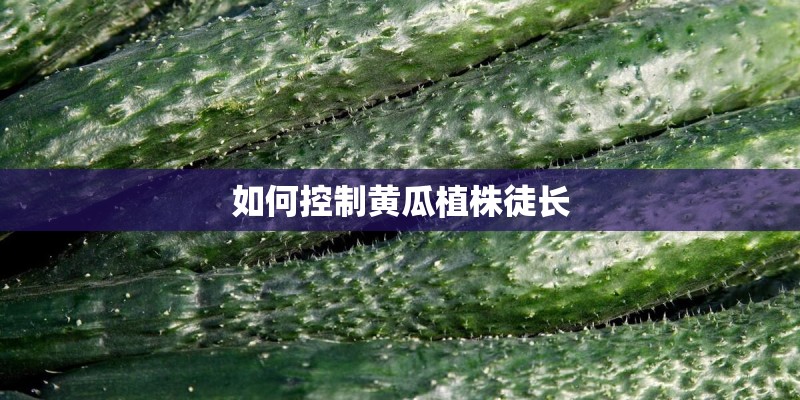 如何控制黄瓜植株徒长 如何控制黄瓜植株徒长