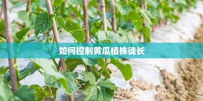 如何控制黄瓜植株徒长 如何控制黄瓜植株徒长