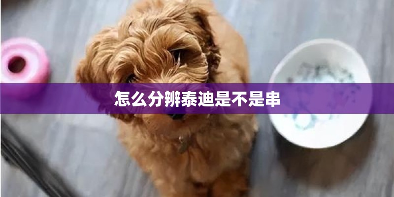 怎么分辨泰迪是不是串