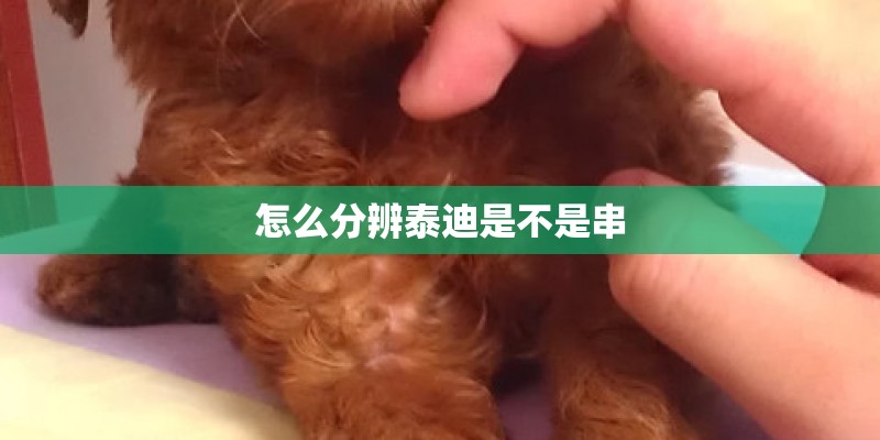 怎么分辨泰迪是不是串