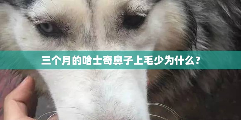 三个月的哈士奇鼻子上毛少为什么？