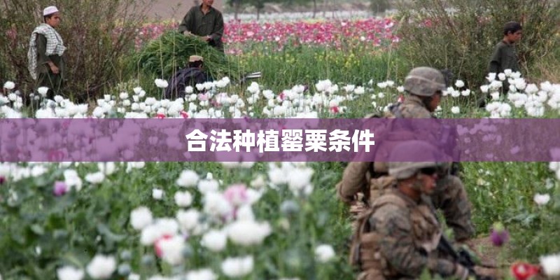 双离合和CVT谁比较好？