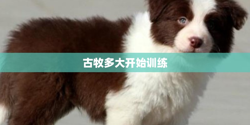 古牧多大开始训练