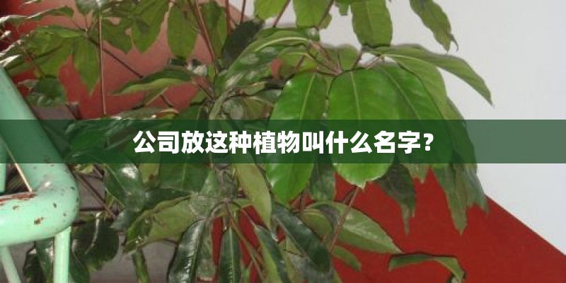 公司放这种植物叫什么名字? 公司放这种植物叫什么名字?