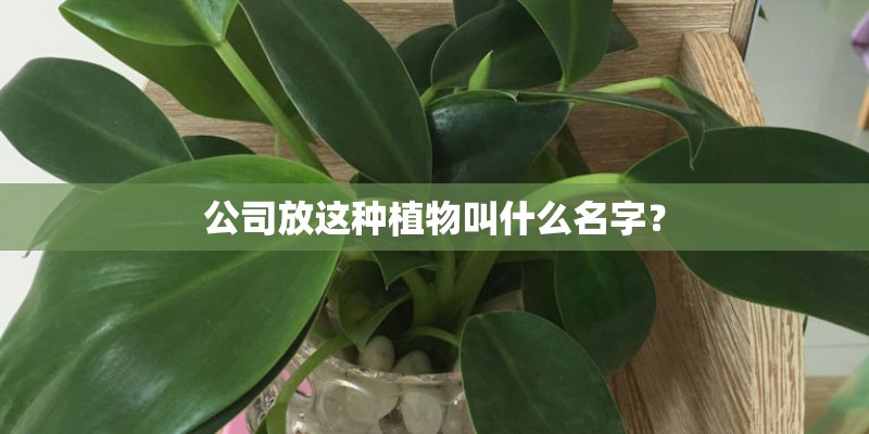 公司放这种植物叫什么名字? 公司放这种植物叫什么名字?