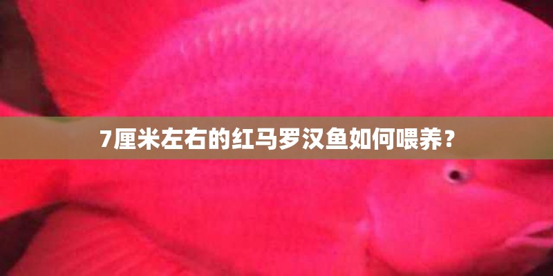 7厘米左右的红马罗汉鱼如何喂养? 7厘米左右的红马罗汉鱼如何喂养?