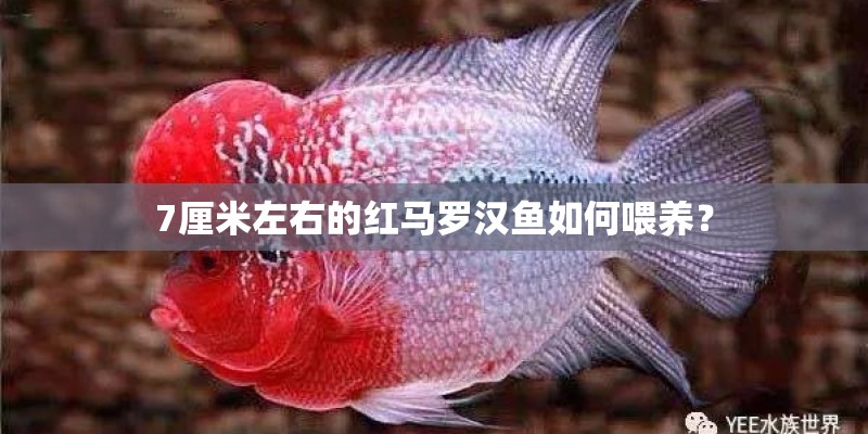 7厘米左右的红马罗汉鱼如何喂养? 7厘米左右的红马罗汉鱼如何喂养?