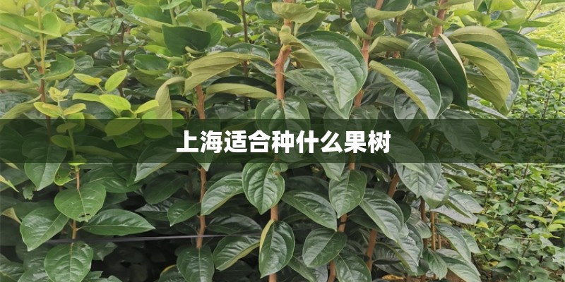 上海适合种什么果树
