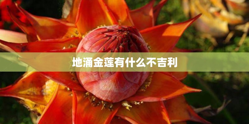 地涌金莲有什么不吉利 地涌金莲有什么不吉利