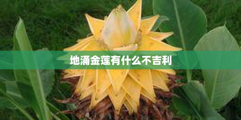 地涌金莲有什么不吉利 地涌金莲有什么不吉利