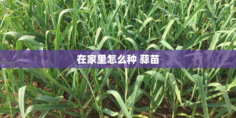 在家里怎么种 蒜苗