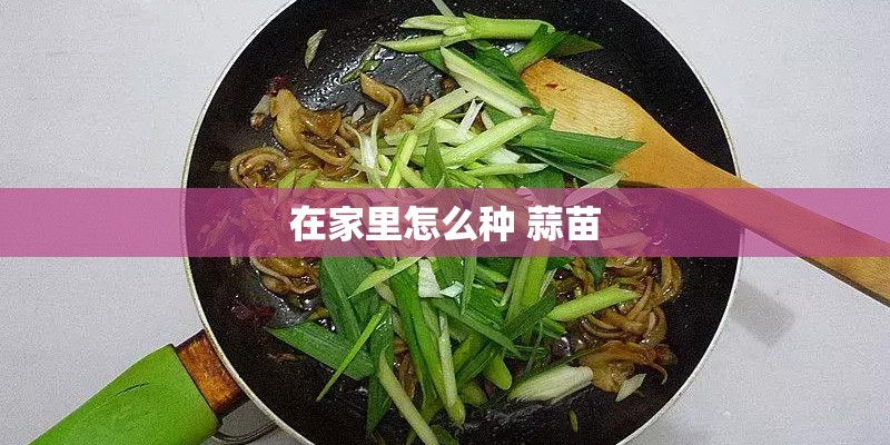 在家里怎么种 蒜苗
