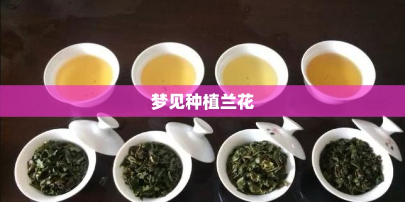 梦见种植兰花
