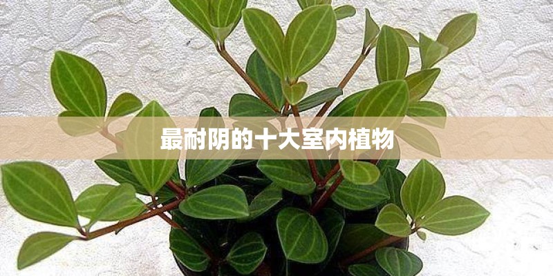 最耐阴的十大室内植物