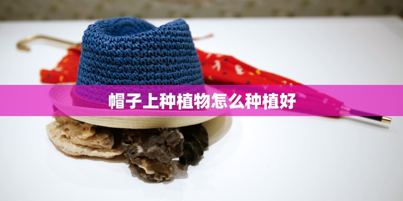 帽子上种植物怎么种植好