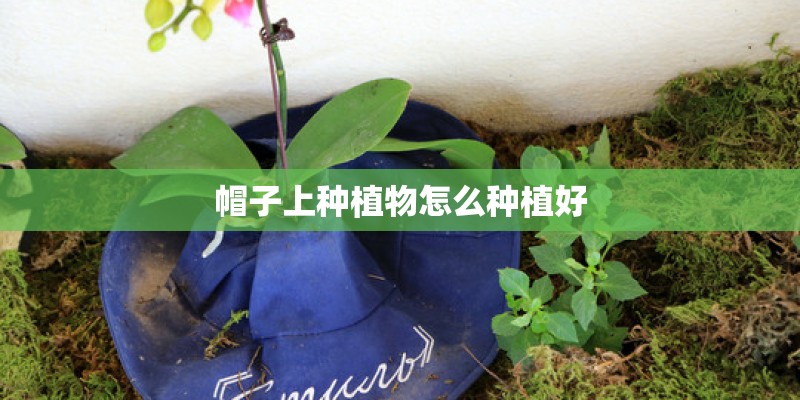 帽子上种植物怎么种植好