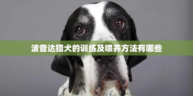 波音达猎犬的训练及喂养方法有哪些