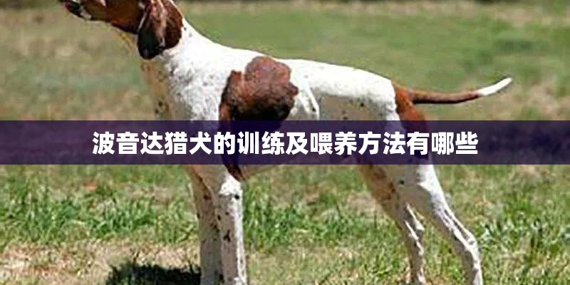 波音达猎犬的训练及喂养方法有哪些