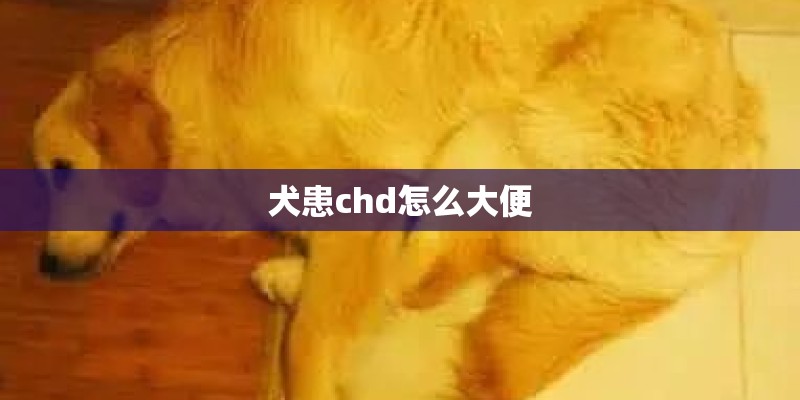 犬患chd怎么大便