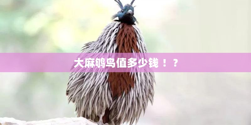 大麻鸲鸟值多少钱 ！？