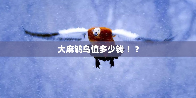 大麻鸲鸟值多少钱 ！？