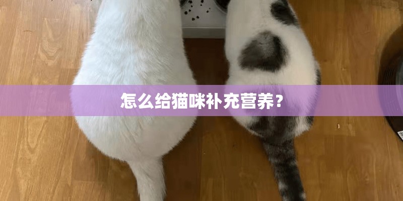 怎么给猫咪补充营养？