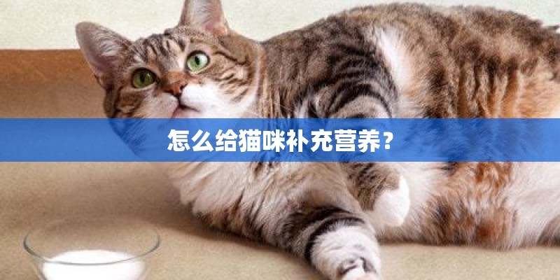 怎么给猫咪补充营养？