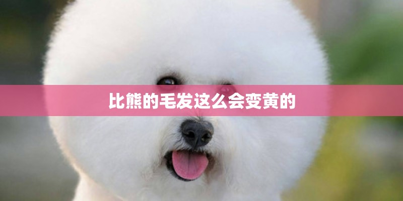 比熊的毛发这么会变黄的
