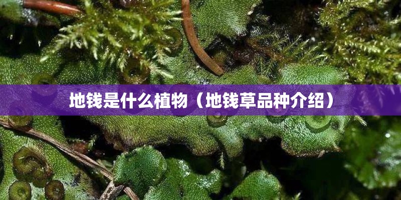 地钱是什么植物（地钱草品种介绍）