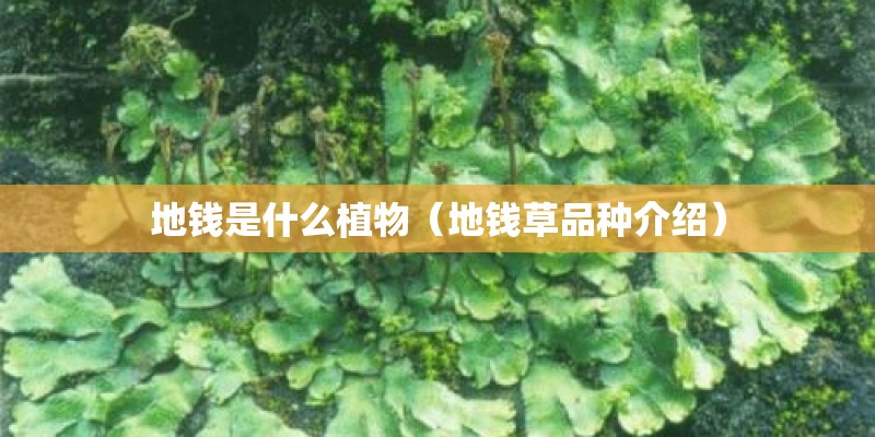 地钱是什么植物（地钱草品种介绍）